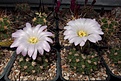 Нажмите на изображение для увеличения.

Название:	Acanthocalycium spiniflorum f. violaceum VG-302.JPG
Просмотров:	150
Размер:	461.4 Кб
ID:	374346