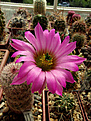 Нажмите на изображение для увеличения.

Название:	Echinocereus pseudopectinatus L 607.jpg
Просмотров:	154
Размер:	277.8 Кб
ID:	374380