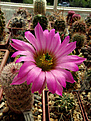 Нажмите на изображение для увеличения.

Название:	Echinocereus pseudopectinatus L 607.jpg
Просмотров:	137
Размер:	277.8 Кб
ID:	374380