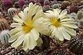 Нажмите на изображение для увеличения.

Название:	Echinocereus subinermis.JPG
Просмотров:	131
Размер:	465.9 Кб
ID:	374384