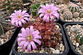 Нажмите на изображение для увеличения.

Название:	Gymnocalycium damsii.JPG
Просмотров:	145
Размер:	461.8 Кб
ID:	374385