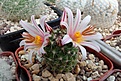 Нажмите на изображение для увеличения.

Название:	Mammillaria louisae.JPG
Просмотров:	150
Размер:	430.8 Кб
ID:	374388