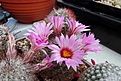 Нажмите на изображение для увеличения.

Название:	Mammillaria tetrancistra.JPG
Просмотров:	151
Размер:	491.9 Кб
ID:	374389