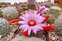 Нажмите на изображение для увеличения.

Название:	Mammillaria (Phellosperma) tetrancistra.JPG
Просмотров:	491
Размер:	406.4 Кб
ID:	374394