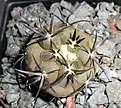 Нажмите на изображение для увеличения.

Название:	Copiapoa cuprea kk21(2).JPG
Просмотров:	265
Размер:	341.5 Кб
ID:	374419