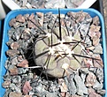 Нажмите на изображение для увеличения.

Название:	Copiapoa cinerea long spine.JPG
Просмотров:	226
Размер:	335.2 Кб
ID:	374420