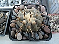 Нажмите на изображение для увеличения.

Название:	Copiapoa cinerea.JPG
Просмотров:	259
Размер:	203.9 Кб
ID:	374421