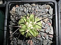 Нажмите на изображение для увеличения.

Название:	Copiapoa dealbata green.JPG
Просмотров:	233
Размер:	276.5 Кб
ID:	374422