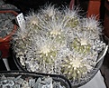 Нажмите на изображение для увеличения.

Название:	Copiapoa krainziana.JPG
Просмотров:	249
Размер:	348.0 Кб
ID:	374423