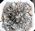 Нажмите на изображение для увеличения.

Название:	Copiapoa griseoviolacea.JPG
Просмотров:	257
Размер:	274.4 Кб
ID:	374424