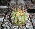 Нажмите на изображение для увеличения.

Название:	Copiapoa haseltoniana cream spine.JPG
Просмотров:	252
Размер:	299.3 Кб
ID:	374425