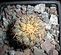 Нажмите на изображение для увеличения.

Название:	Copiapoa haseltoniana gigantea.JPG
Просмотров:	289
Размер:	309.7 Кб
ID:	374426