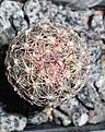 Нажмите на изображение для увеличения.

Название:	Echinomastus dasyacanthus(1).JPG
Просмотров:	261
Размер:	346.3 Кб
ID:	374429