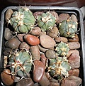 Нажмите на изображение для увеличения.

Название:	Ehinocactus horisonthalonius J-form.JPG
Просмотров:	271
Размер:	346.7 Кб
ID:	374432