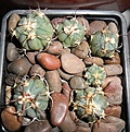 Нажмите на изображение для увеличения.

Название:	Ehinocactus horisonthalonius J-form.JPG
Просмотров:	244
Размер:	346.7 Кб
ID:	374432