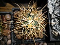 Нажмите на изображение для увеличения.

Название:	Ferocactus chrysacanthus.JPG
Просмотров:	261
Размер:	284.4 Кб
ID:	374442