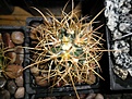 Нажмите на изображение для увеличения.

Название:	Ferocactus chrysacanthus.JPG
Просмотров:	239
Размер:	284.4 Кб
ID:	374442