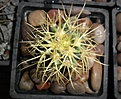 Нажмите на изображение для увеличения.

Название:	Ferocactus chrysacanthus(1).JPG
Просмотров:	217
Размер:	252.8 Кб
ID:	374443