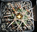 Нажмите на изображение для увеличения.

Название:	Gymnocalycium mostii ferocior.JPG
Просмотров:	215
Размер:	346.8 Кб
ID:	374444