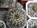Нажмите на изображение для увеличения.

Название:	Pyrrhocactus marayensis.JPG
Просмотров:	241
Размер:	337.9 Кб
ID:	374445