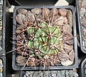 Нажмите на изображение для увеличения.

Название:	Pyrrhocactus strausianus VG brown spine.JPG
Просмотров:	211
Размер:	325.2 Кб
ID:	374446