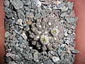 Нажмите на изображение для увеличения.

Название:	Thelocephala glabrescens.JPG
Просмотров:	329
Размер:	262.4 Кб
ID:	374448