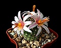 Нажмите на изображение для увеличения.

Название:	Mammillaria louisiae.JPG
Просмотров:	152
Размер:	391.2 Кб
ID:	374486