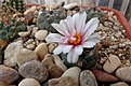 Нажмите на изображение для увеличения.

Название:	Turbinicarpus polaskii La Bonita.JPG
Просмотров:	149
Размер:	405.8 Кб
ID:	374489