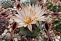 Нажмите на изображение для увеличения.

Название:	Turbinicarpus klinkerianus.JPG
Просмотров:	156
Размер:	365.5 Кб
ID:	374509