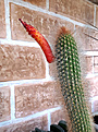 Нажмите на изображение для увеличения.

Название:	Cleistocactus vendlandiorum.jpg
Просмотров:	161
Размер:	446.3 Кб
ID:	374514