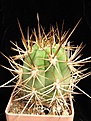Нажмите на изображение для увеличения.

Название:	Trichocereus chiloensis borealis.JPG
Просмотров:	722
Размер:	180.4 Кб
ID:	374574