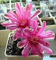 Нажмите на изображение для увеличения.

Название:	Gymnocalycium_baldianum_P127_12y.JPG
Просмотров:	140
Размер:	86.9 Кб
ID:	374579