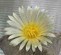 Нажмите на изображение для увеличения.

Название:	Astrophytum_myriostigma_potosinum_P466_10y.JPG
Просмотров:	146
Размер:	66.9 Кб
ID:	374580
