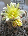 Нажмите на изображение для увеличения.

Название:	Copiapoa_humilis_KH1058_8y.JPG
Просмотров:	153
Размер:	69.7 Кб
ID:	374583