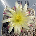 Нажмите на изображение для увеличения.

Название:	Copiapoa_mollicula_FR525_12y.JPG
Просмотров:	148
Размер:	82.7 Кб
ID:	374584