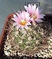 Нажмите на изображение для увеличения.

Название:	Coryphantha_pseudoechinus_SB576_11y_2.JPG
Просмотров:	152
Размер:	114.4 Кб
ID:	374585
