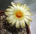 Нажмите на изображение для увеличения.

Название:	Coryphantha_kracikii_RS1015_12y.JPG
Просмотров:	148
Размер:	91.3 Кб
ID:	374586