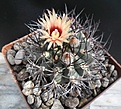 Нажмите на изображение для увеличения.

Название:	Pyrrhocactus.JPG
Просмотров:	140
Размер:	398.0 Кб
ID:	374589