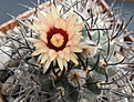 Нажмите на изображение для увеличения.

Название:	Pyrrhocactus_marayensis.JPG
Просмотров:	147
Размер:	330.4 Кб
ID:	374590