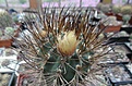 Нажмите на изображение для увеличения.

Название:	Pyrrhocactus sp. VG238.JPG
Просмотров:	148
Размер:	329.3 Кб
ID:	374591