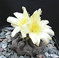 Нажмите на изображение для увеличения.

Название:	Copiapoa hypogaea.JPG
Просмотров:	150
Размер:	354.0 Кб
ID:	374592