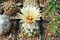 Нажмите на изображение для увеличения.

Название:	Coryphantha.JPG
Просмотров:	149
Размер:	381.1 Кб
ID:	374616