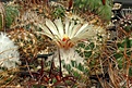 Нажмите на изображение для увеличения.

Название:	Coryphantha (2).JPG
Просмотров:	146
Размер:	359.0 Кб
ID:	374617