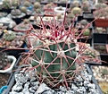 Нажмите на изображение для увеличения.

Название:	Ferocactua acanthodes.jpg
Просмотров:	327
Размер:	347.5 Кб
ID:	374619