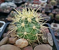 Нажмите на изображение для увеличения.

Название:	Ferocactus chrysacanthus2.jpg
Просмотров:	280
Размер:	313.1 Кб
ID:	374621