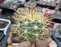 Нажмите на изображение для увеличения.

Название:	Ferocactus chrysacanthus3.jpg
Просмотров:	328
Размер:	333.1 Кб
ID:	374622