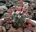 Нажмите на изображение для увеличения.

Название:	Ferocactus gracilis Rosario.jpg
Просмотров:	333
Размер:	292.6 Кб
ID:	374623
