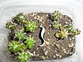 Нажмите на изображение для увеличения.

Название:	Cop seedlings.JPG
Просмотров:	328
Размер:	240.0 Кб
ID:	374624