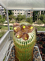 Нажмите на изображение для увеличения.

Название:	Eriocactus leninghausii.jpg
Просмотров:	438
Размер:	382.6 Кб
ID:	374631