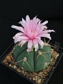 Нажмите на изображение для увеличения.

Название:	Gymnocalycium buenekeri.jpg
Просмотров:	152
Размер:	104.7 Кб
ID:	374648